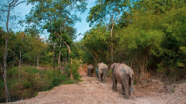 The Bush Camp Chiang Mai By Elephant Hills